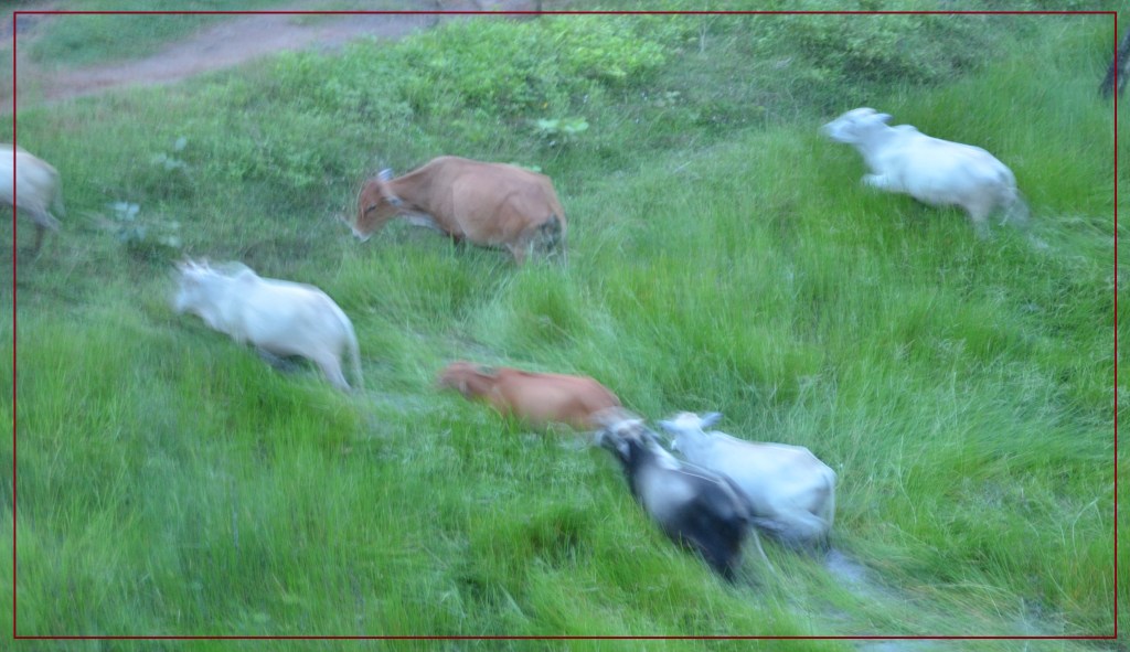 What happens when cows move rapidly&nbsp;!