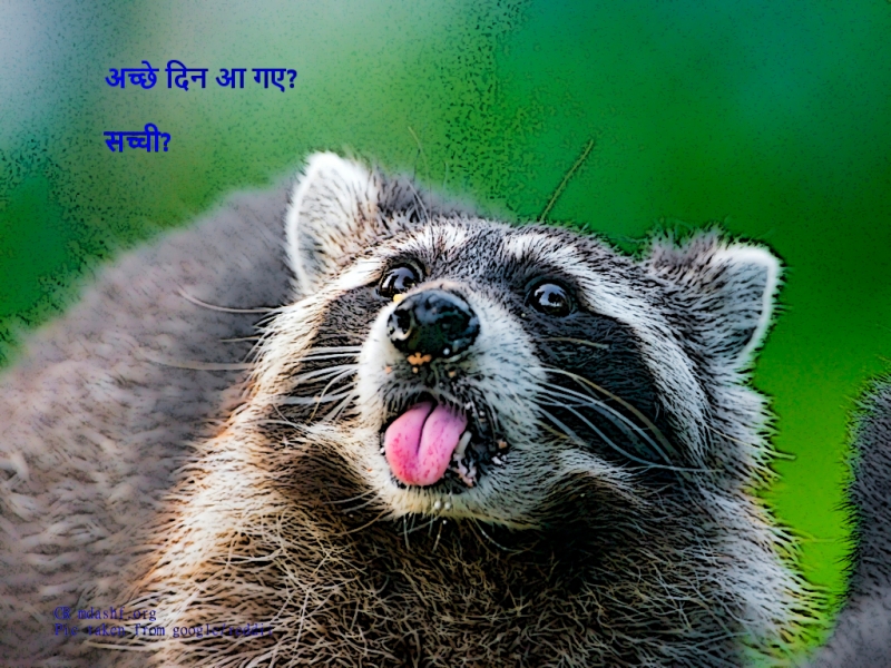 Click on image to access the idea of a freely inspired raccoon 